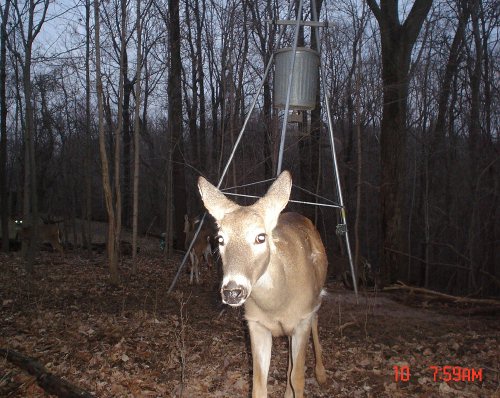 Whitetail Doe